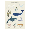 Plakat mit arktischen Tieren