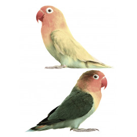 Farbenfrohe 'Lovebirds' Wandaufkleber